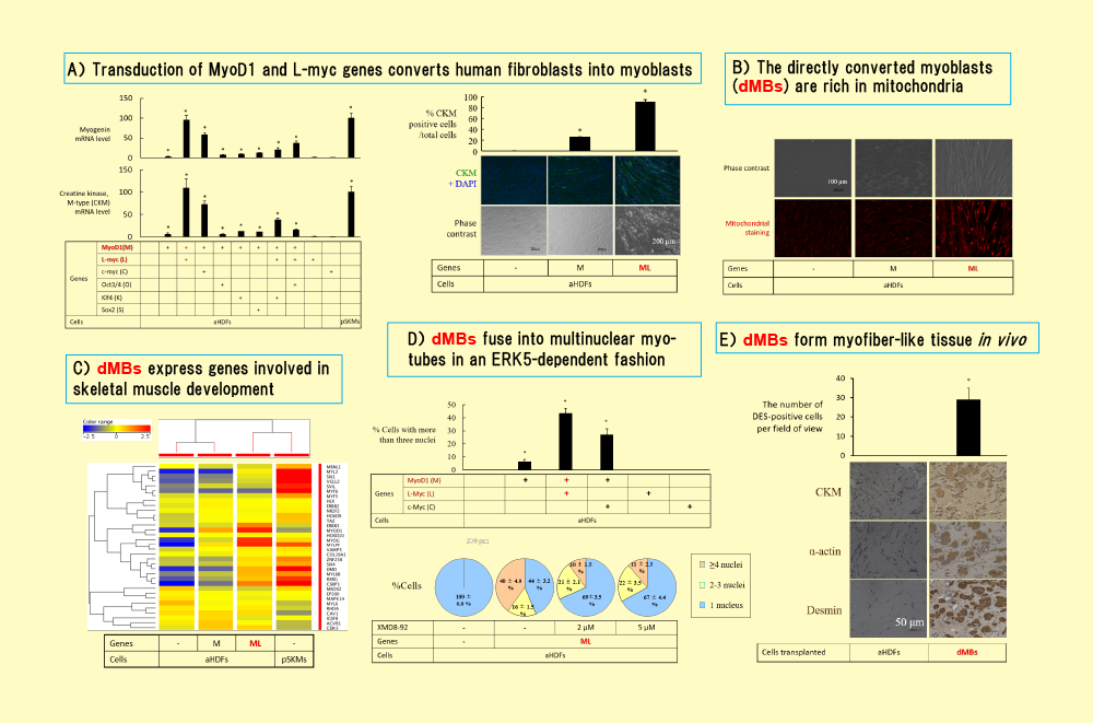 筋芽細胞のダイレクト・リプログラミングと筋管形成