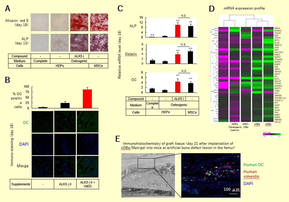 TGFR阻害剤による骨芽細胞のケミカル・ダイレクト・リプログラミング