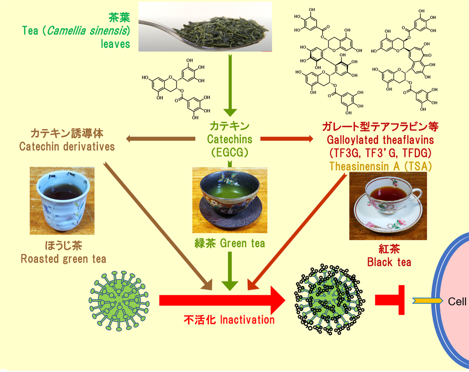 緑茶カテキン、カテキン誘導体、およびガレート型テアフラビンによる新型コロナウイルスの試験管内での有意な不活化；紅茶と緑茶による試験管内での唾液中の新型コロナウイルスの迅速な不活化