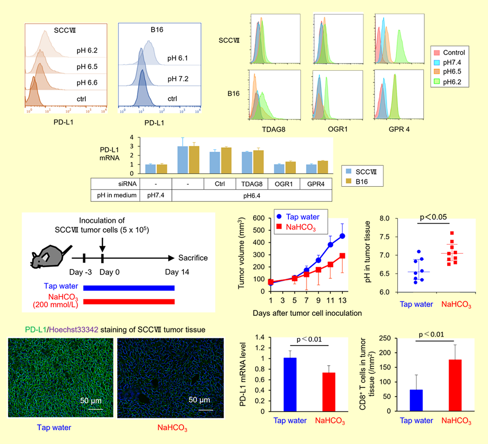 腫瘍微小環境の低pHはプロトンセンサーGたんぱく共役レセプターをを介して腫瘍のPDL-1の発現を低下させる