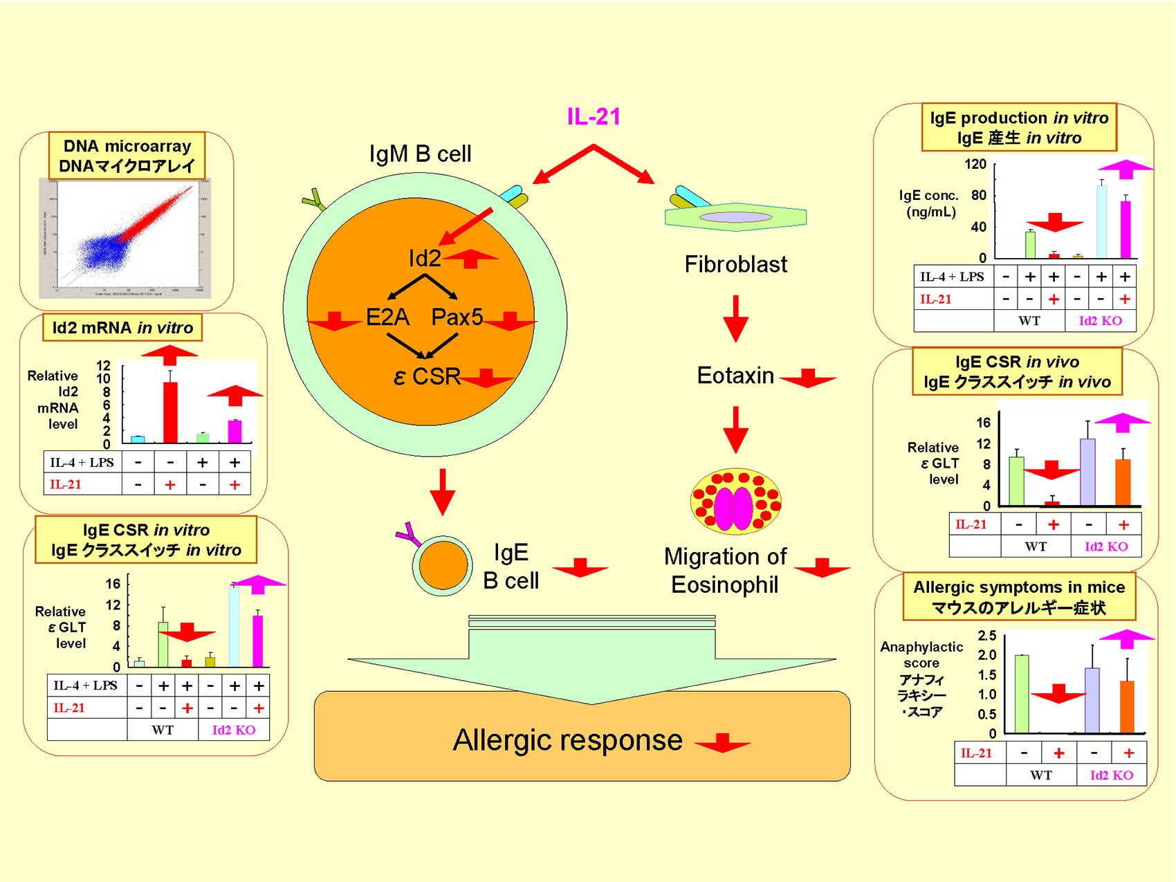 IL-21 によるアレルギー応答の制御とその分子構造