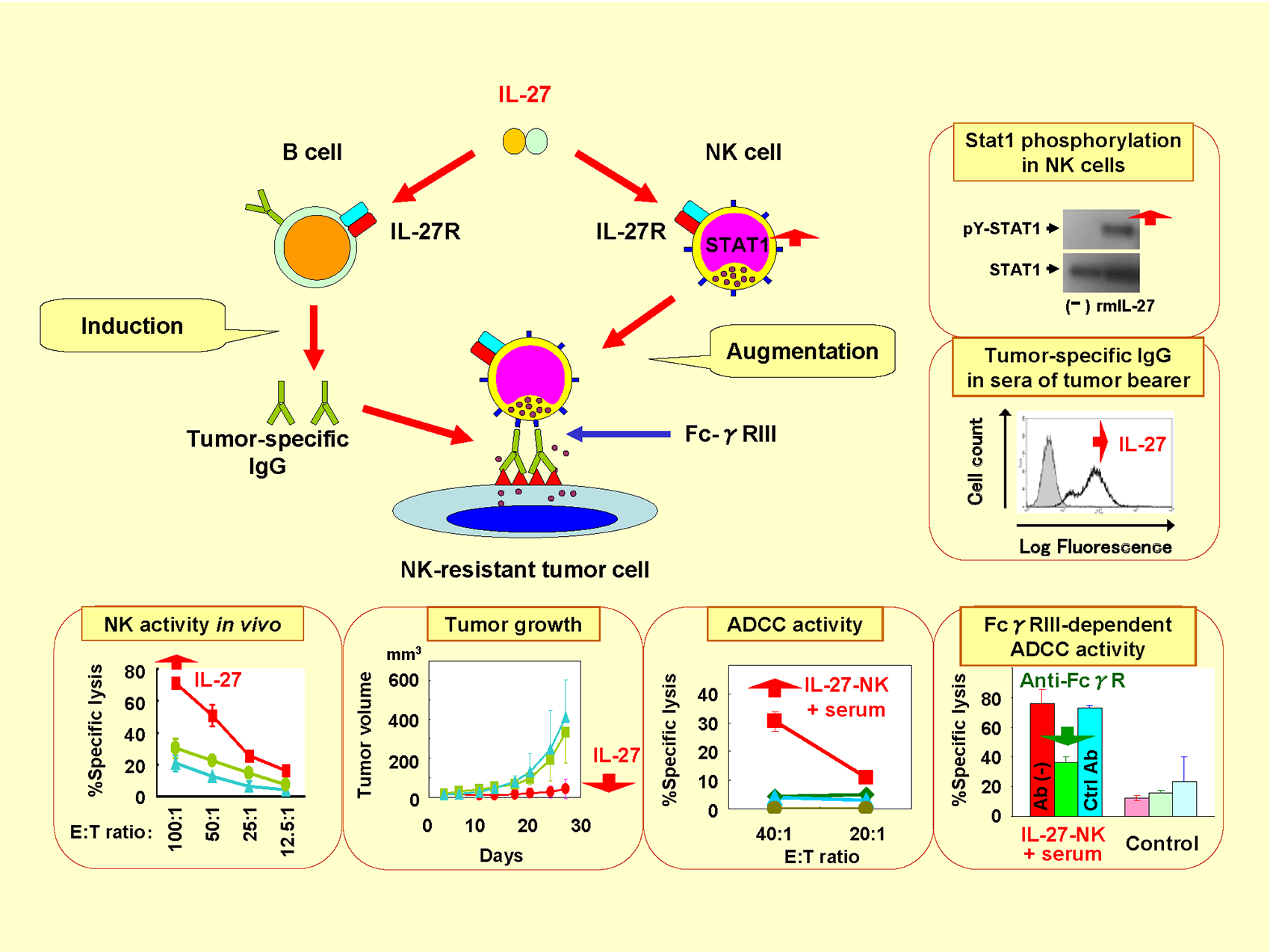 IL-27 によるNK 細胞活性化とADCC を介した腫瘍抑制