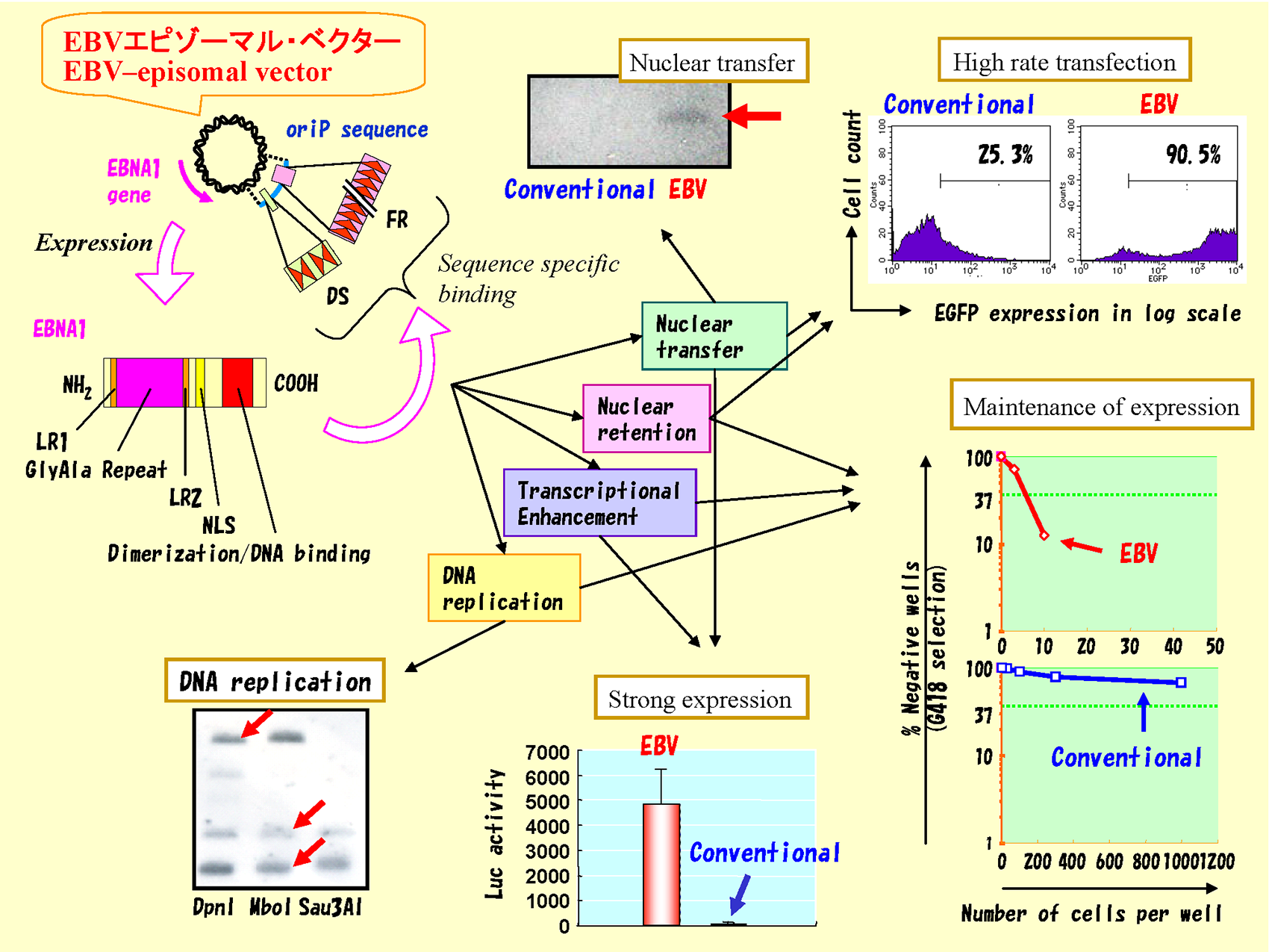 EBV- エピゾーマルベクターによる外来遺伝子の高効率導入、高発現、長期間持続の機構解明