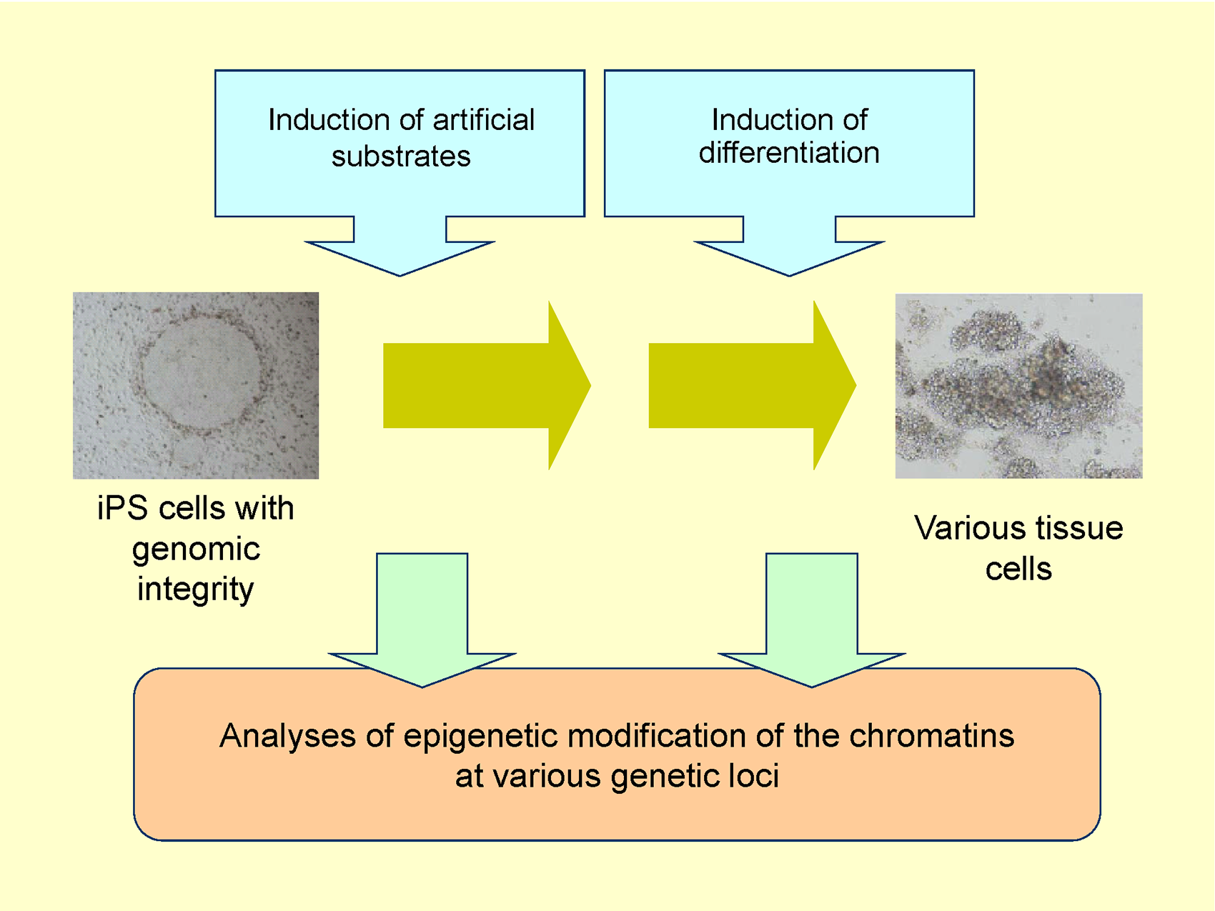 細胞の分化と初期化に伴う染色体エピジェネティック装飾の解析